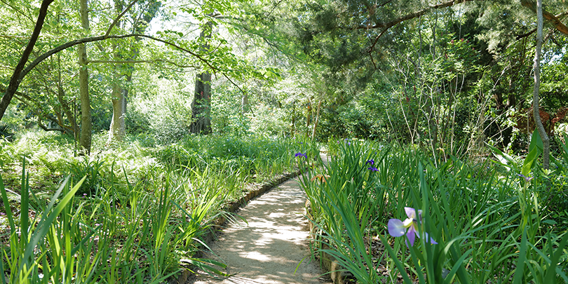 Spring in the Wild Garden. Photo by Bruce Sunpie Barnes, 2024. Courtesy of Bruce Sunpie Barnes.
