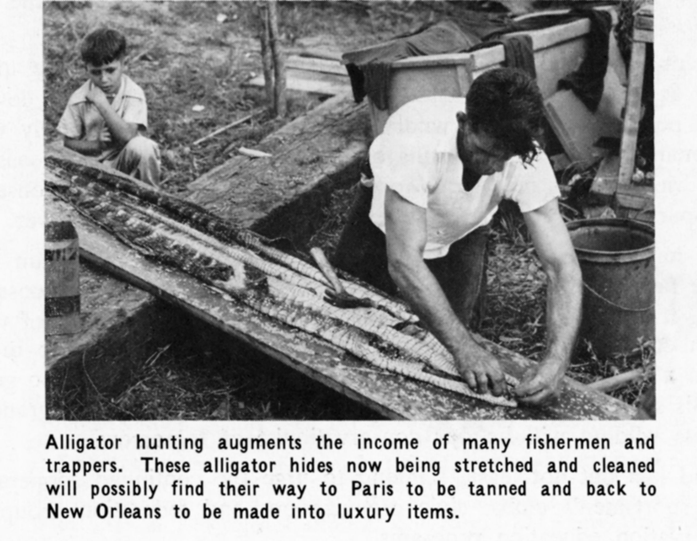 Alligator Hides, 1959. Many Louisiana hunters and trappers would supplement their income with alligator hunting. The hides being prepared in this photo will be tanned and made into luxury items to be sold in New Orleans. Courtesy of Louisiana State University Libraries, Louisiana Sea Grant Digital Images Collection.