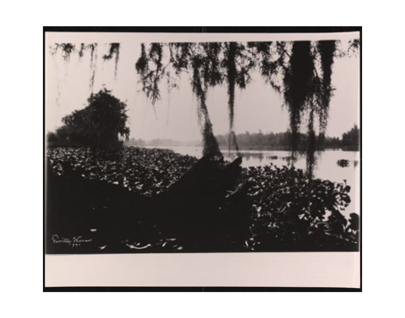 Black-and-white photograph of Bayou Boeuf taken by Fonville Winans in 1941. The image shows still water bordered by dense vegetation and water hyacinths, with Spanish moss hanging from trees in the foreground.